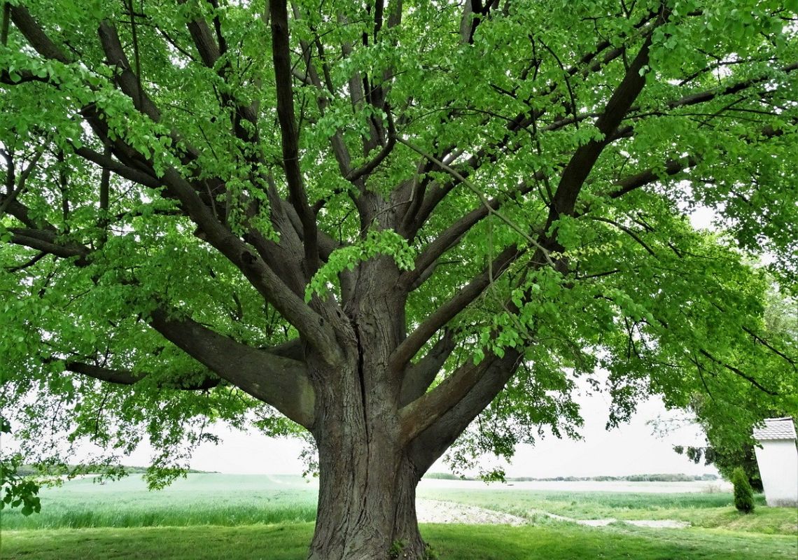 Lipa św. Nepomucena w Dulczy