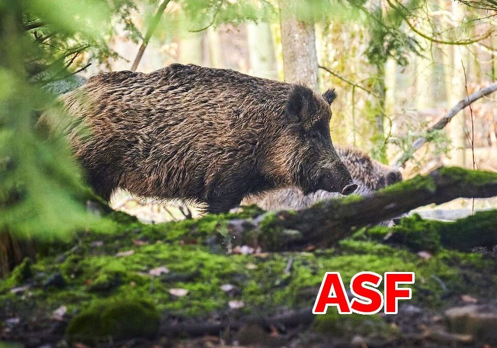 Kolejne ogniska ASF na terenie