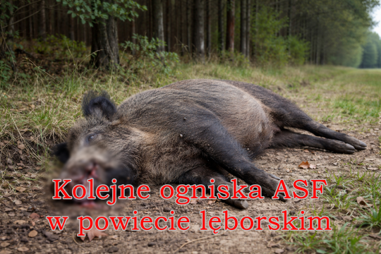 Kolejne ogniska ASF w powiecie