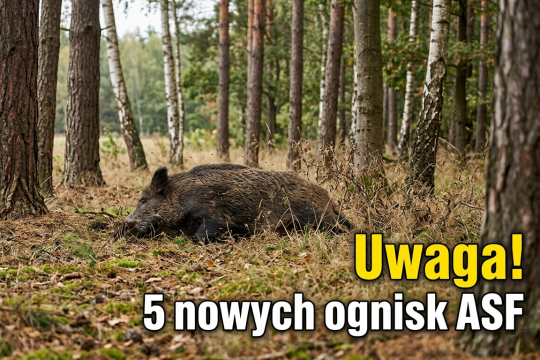 5 nowych ognisk afrykańskiego