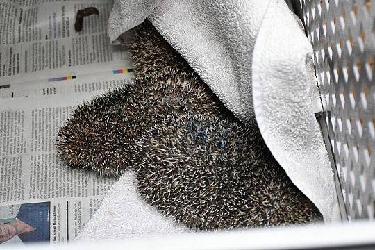 Specjalistyczna karma dla