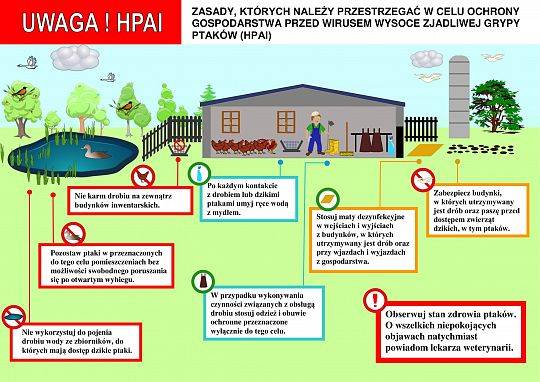 Uwaga HPAI ! – wysoce zjadliwa