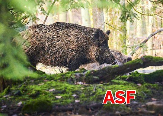 Kolejne ogniska ASF na terenie