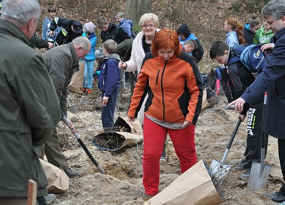 100 mln drzew do 2017 roku