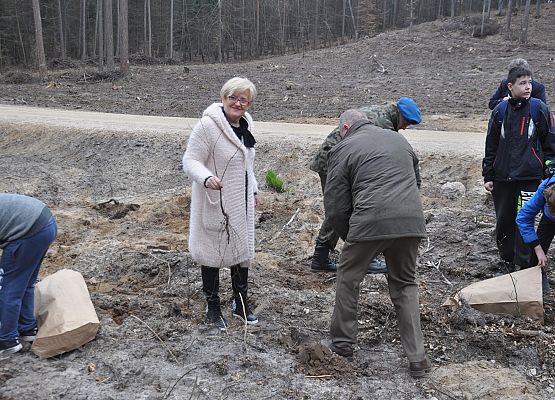 100 mln drzew do 2017 roku