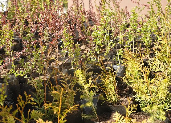 Drzewko za makulaturę