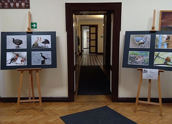 Nowa wystawa w holu Starostwa