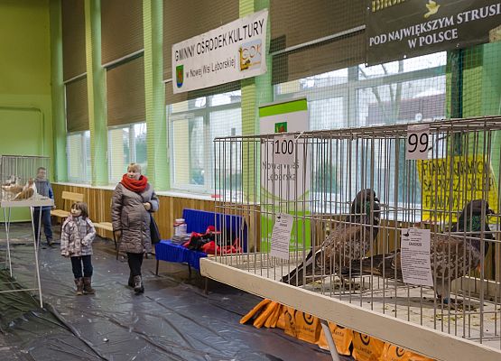 Nowowiejskie ptasie championy