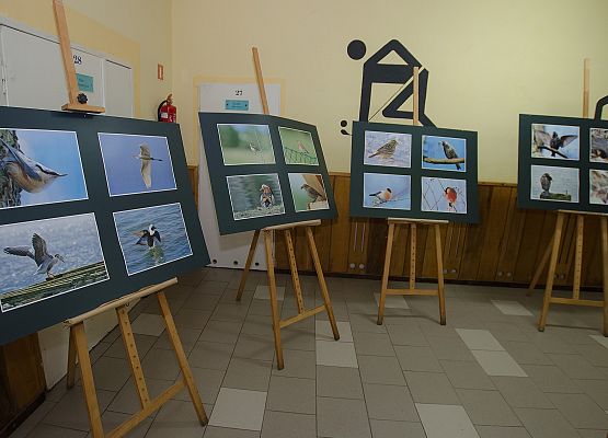 Nowowiejskie ptasie championy