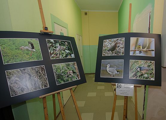 Nowowiejskie ptasie championy