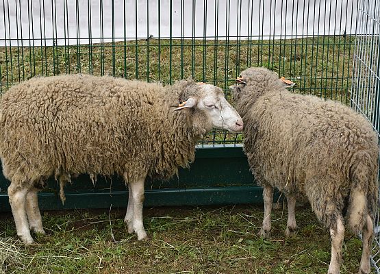 Rolnicze Święto Plonów