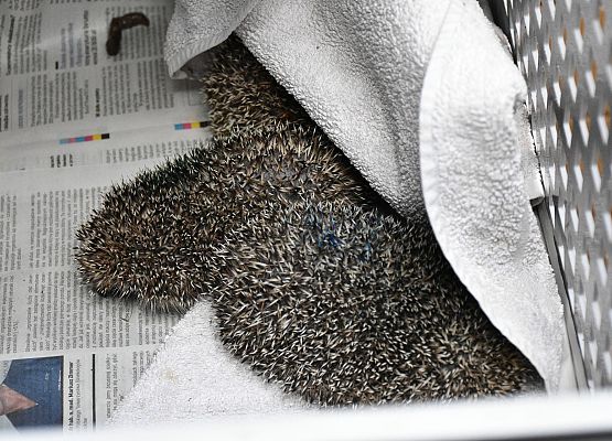 Specjalistyczna karma dla