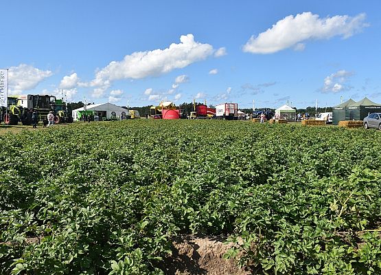Targowe ziemniaczane pole