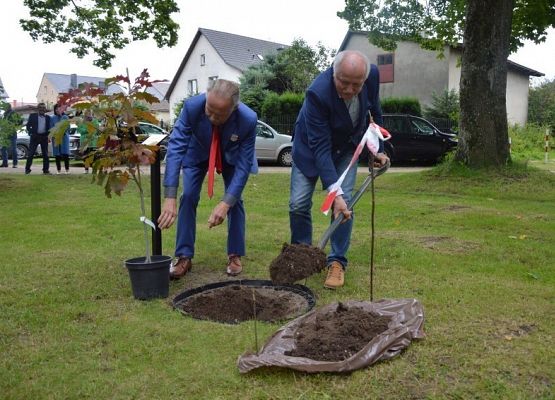 Uroczyste sadzenie dębów