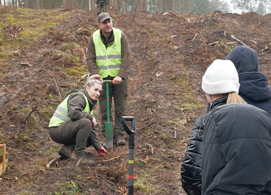 Lasy na nowe 100-lecie w