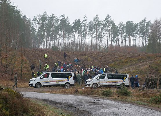 Lasy na nowe 100-lecie w