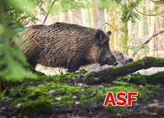 ASF